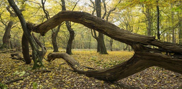 Intertwined trunks of old trees and deadwood