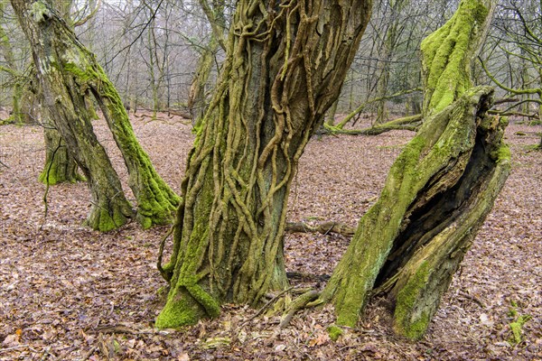 Old mossy tree trunks