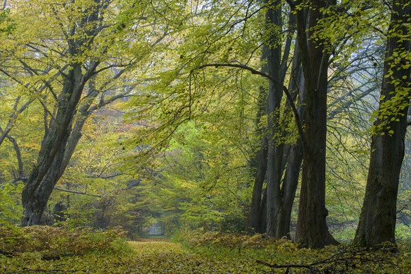 Autumn in the jungle Baumweg