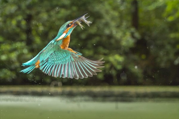 Busted Common kingfisher