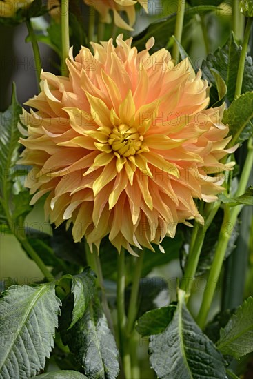 SemicactusDahlia