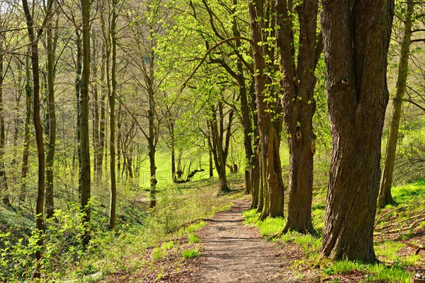 Hiking trail to Leuchtenburg in spring