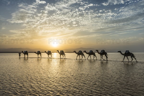 Camels loaded with rock salt plates walk through a salt lake