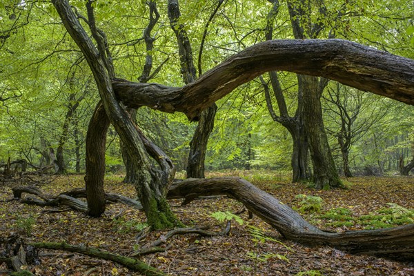Intertwined trunks of old trees and deadwood