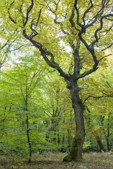 Autumn in the jungle Baumweg