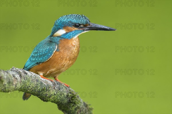 Common kingfisher
