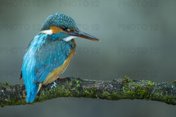 Common kingfisher