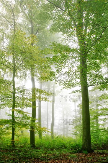 Beech forest in early autumn