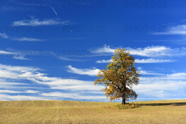 Ploughed and harrowed field with solitary oak in autumn