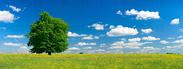Wildflower meadow with solitary oak tree in spring