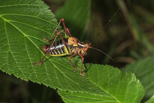 Barbitistes constrictus