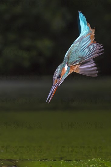 Common kingfisher