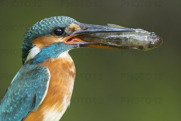 Portrait Common kingfisher