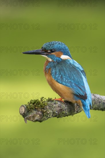 Common kingfisher