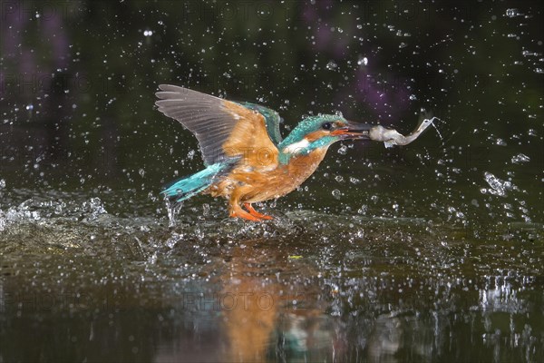 Busted Common kingfisher
