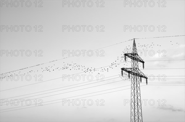 European starlings