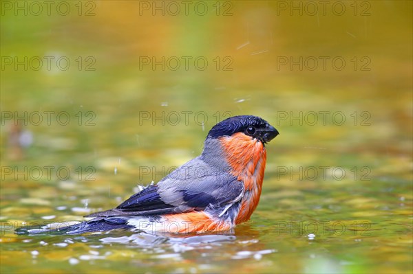 Eurasian bullfinch