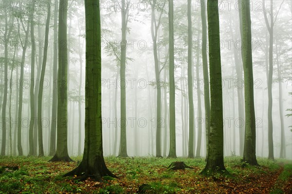 Beech forest
