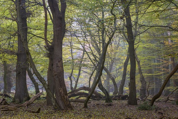 Autumn in the primeval forest Baumweg
