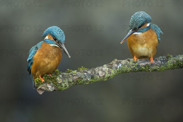 Two Common kingfishers