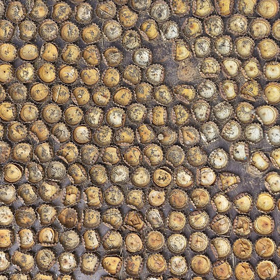 Many different crown caps in rows