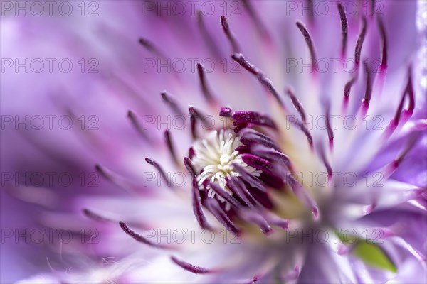 Flower of a purple Clematis