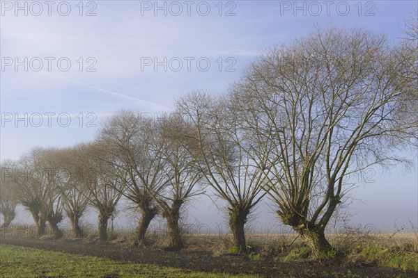 Pollarded willows at the edge of the field
