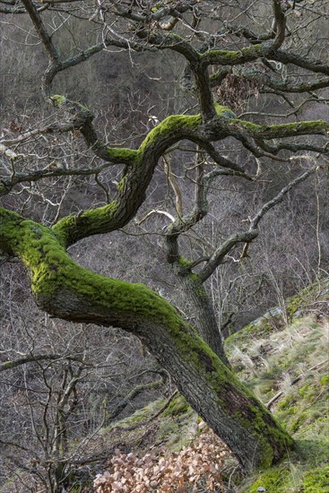 Oak
