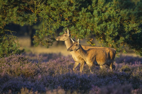 Two alto-animals of the red deer