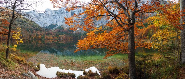 Autumnally colored mixed forest