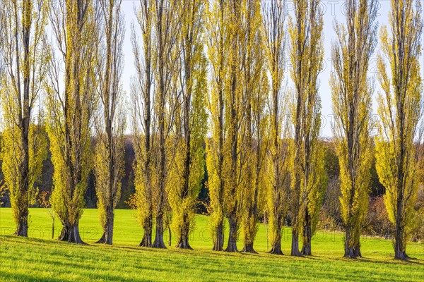 Columnar poplar avenue
