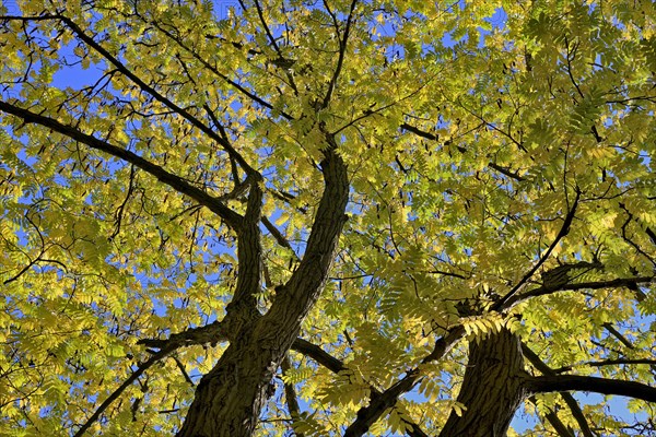 Caucasian wingnut