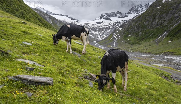 Kuehe im Tal weiden vor Gletscher