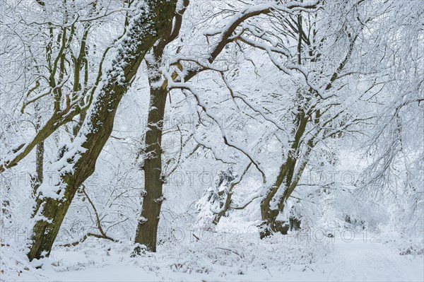 Snow on old trees in the jungle Baumweg