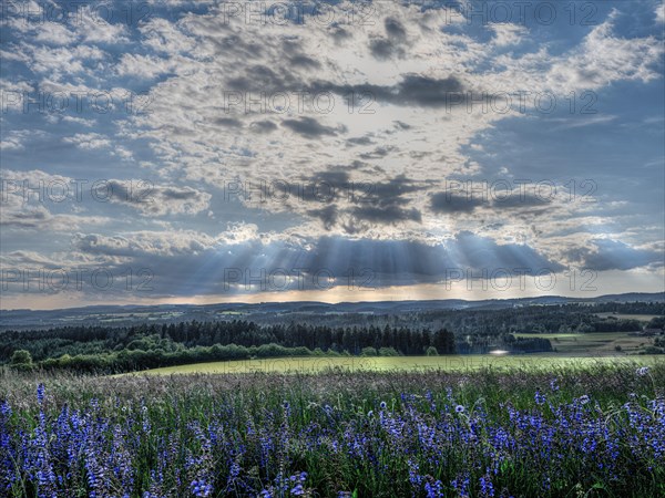 Sage in May