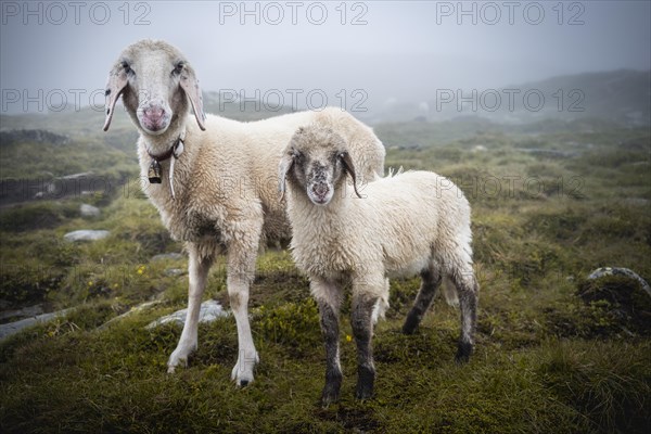 Mother with young animal