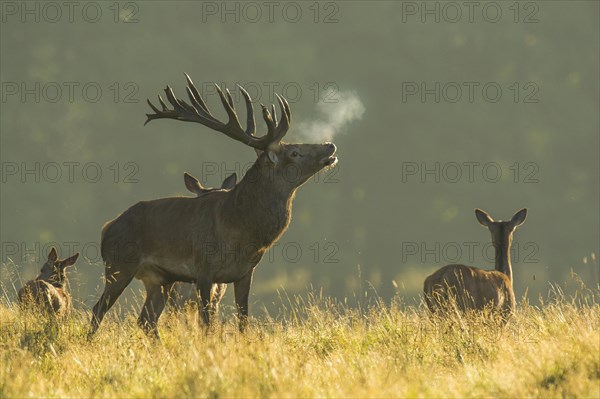 Strong red deer