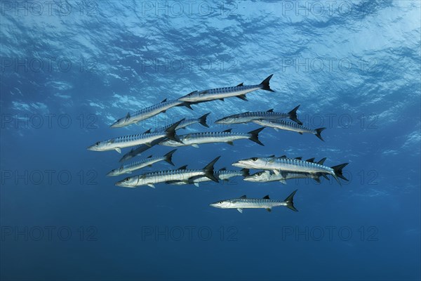 Swarm Blackfin barracuda