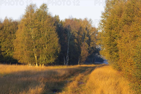 Birches