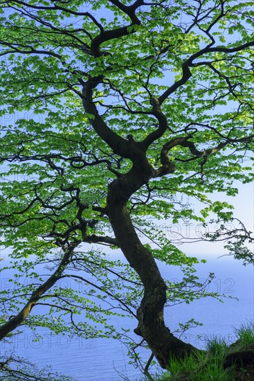 Beech at the chalk cliffs