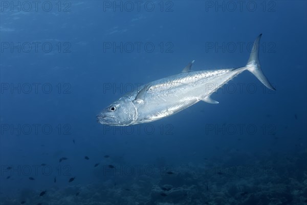 Dogtooth tuna