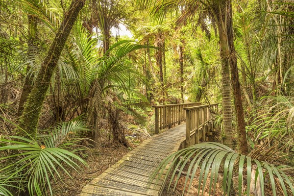Kauri Grove Lookout Walk