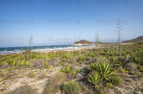Agaves on the beach