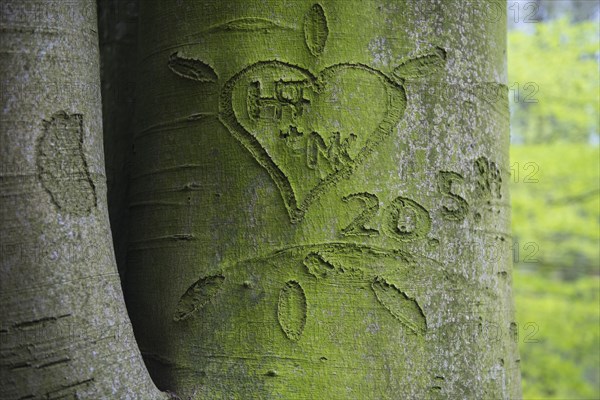 Beech trees