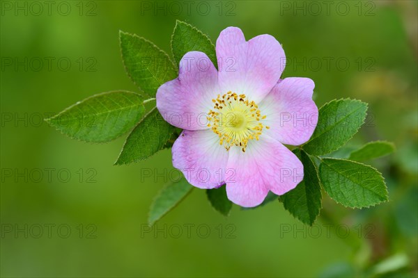Flowering dog rose