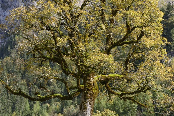 Maple
