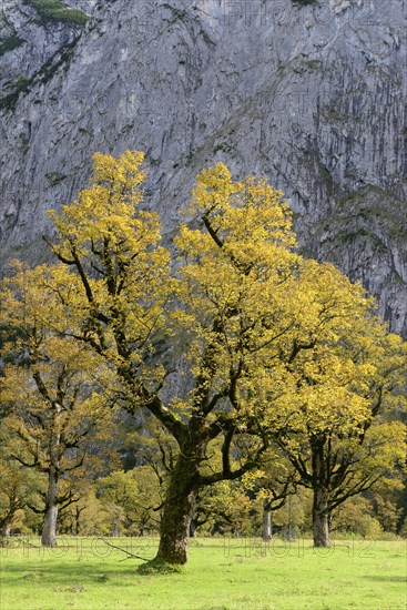Maple