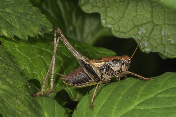 Dark bush-cricket