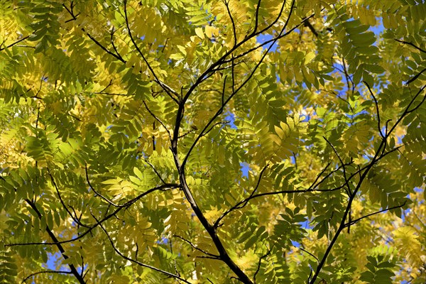 Caucasian wingnut