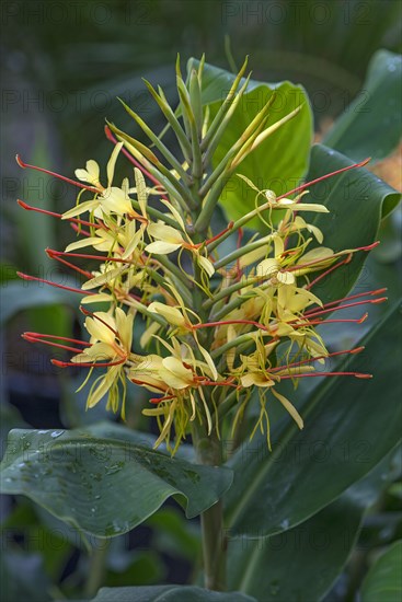 Flower from Kahili Ginger